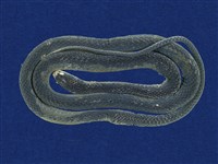 藏品(青蛇)的圖片